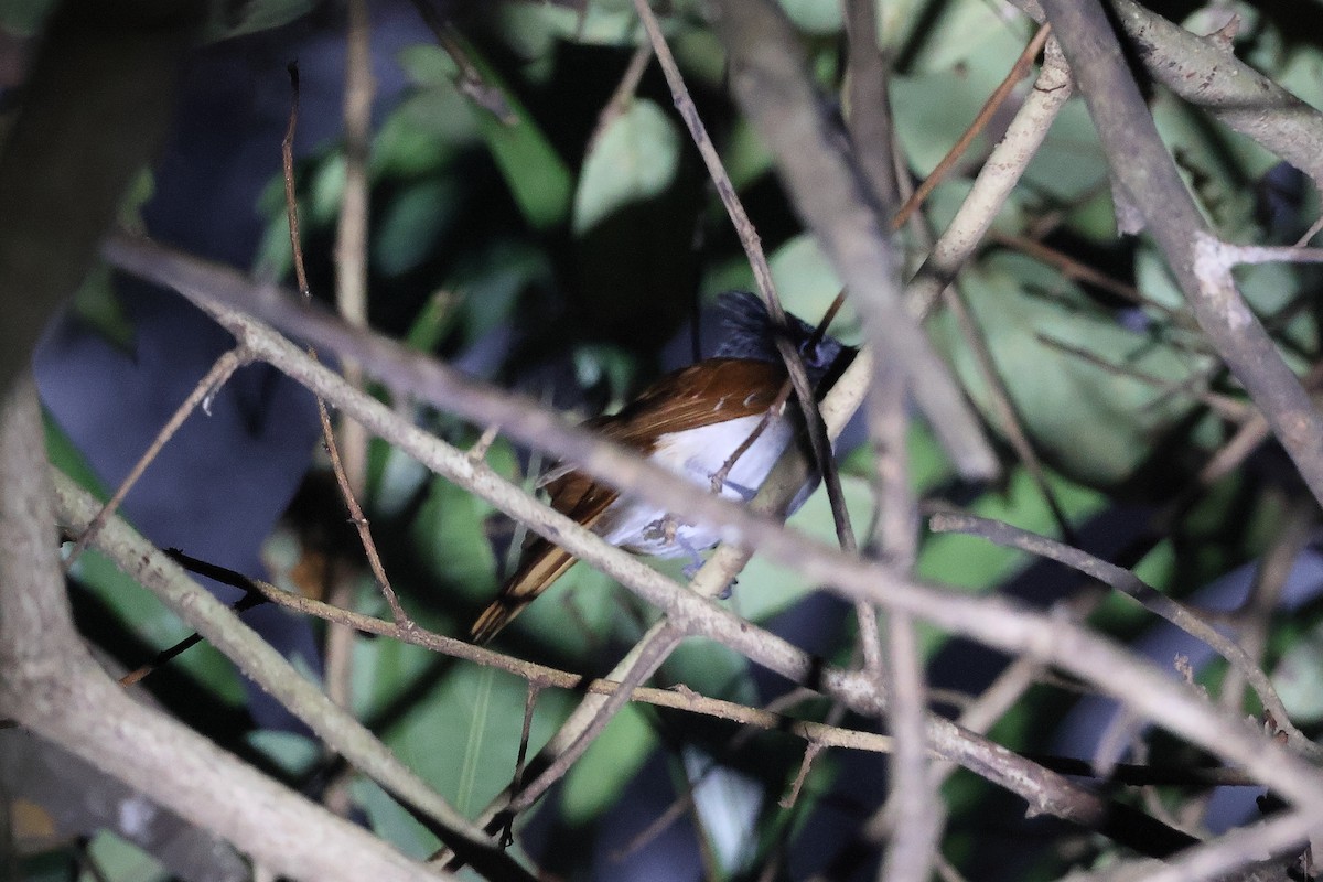 Hint Monarkı - ML650433816