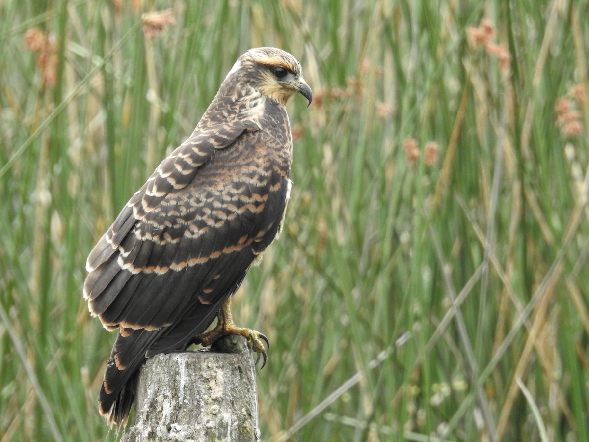 Snail Kite - ML650433826
