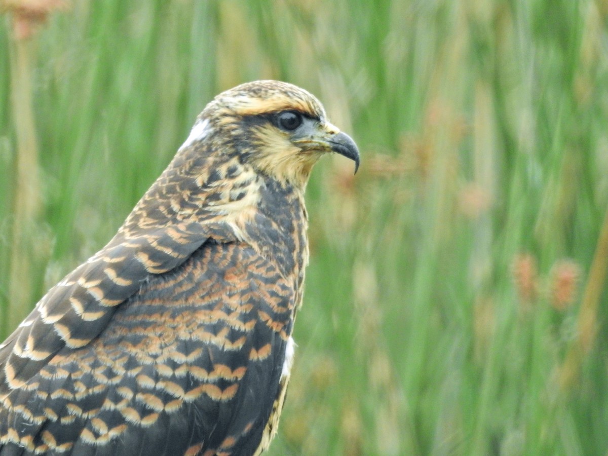 Snail Kite - ML650433827