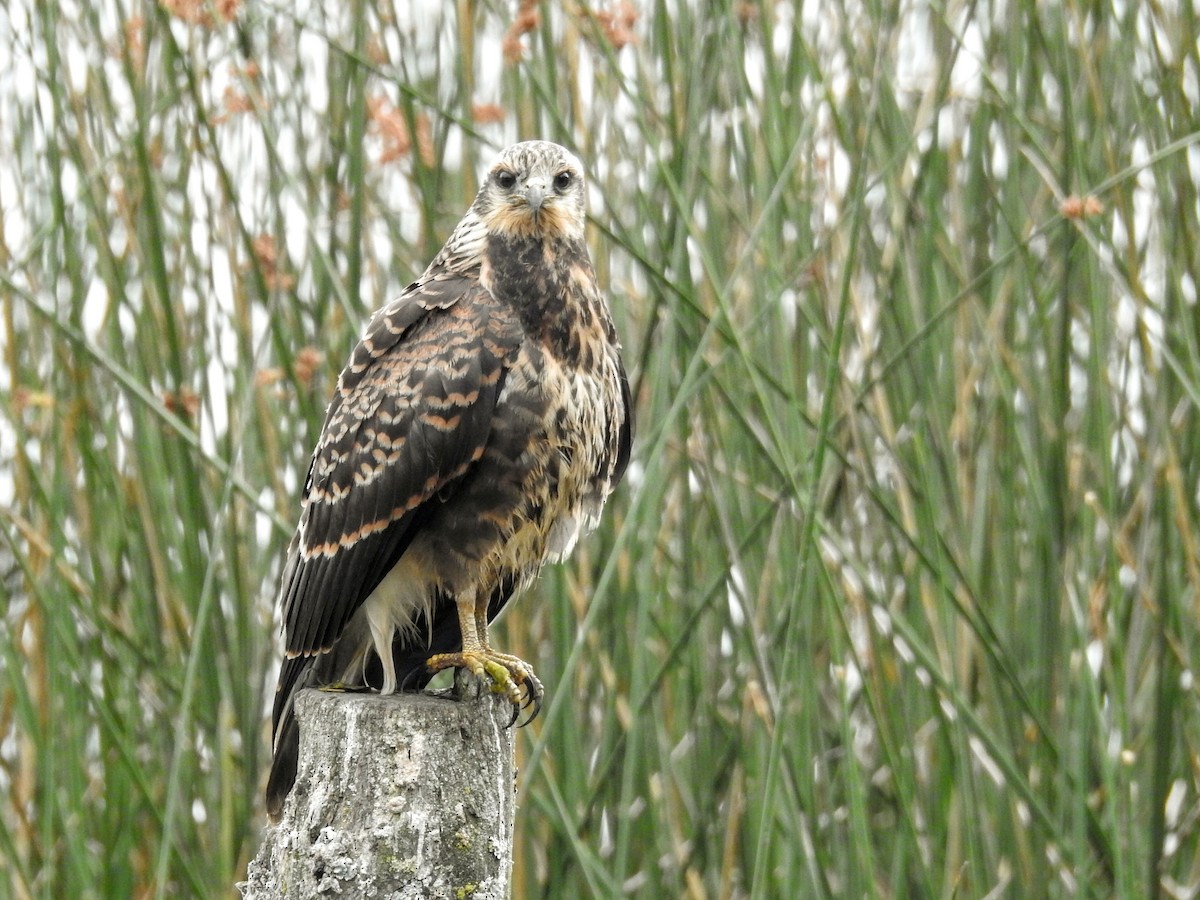 Snail Kite - ML650433831