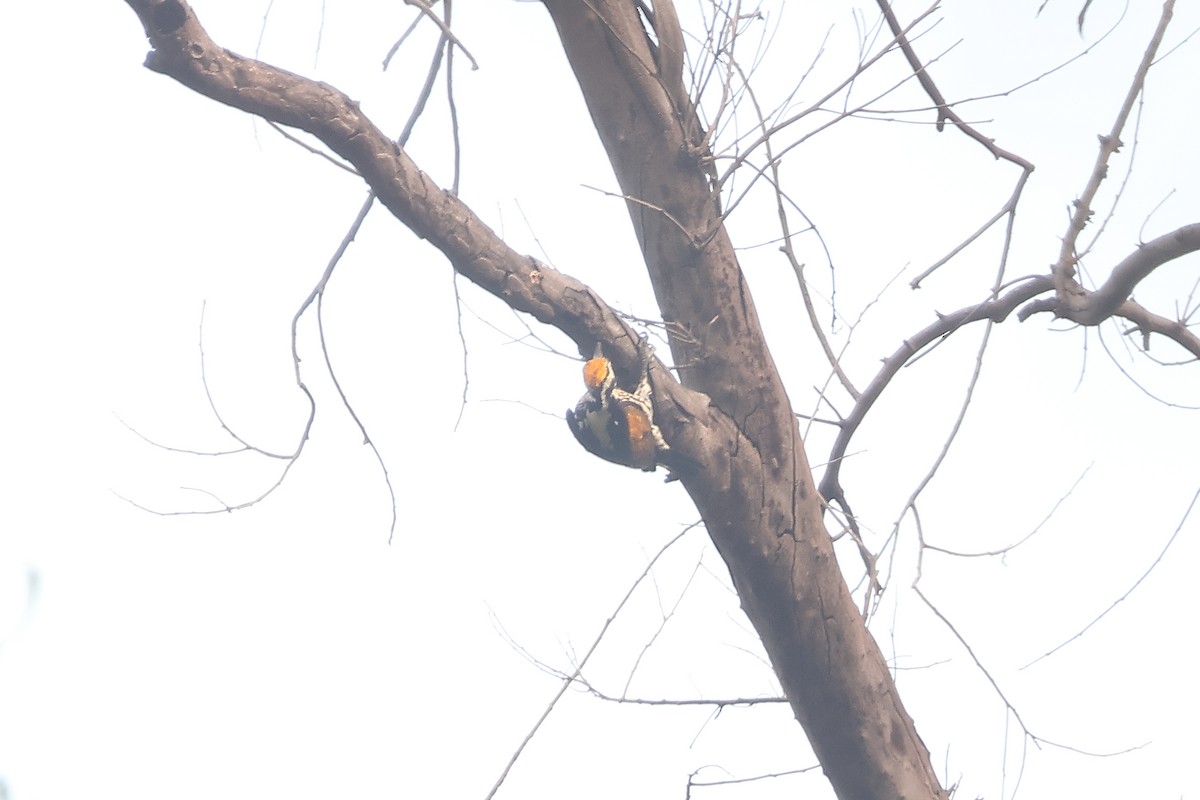 Sarı Kanatlı Ağaçkakan - ML650433875