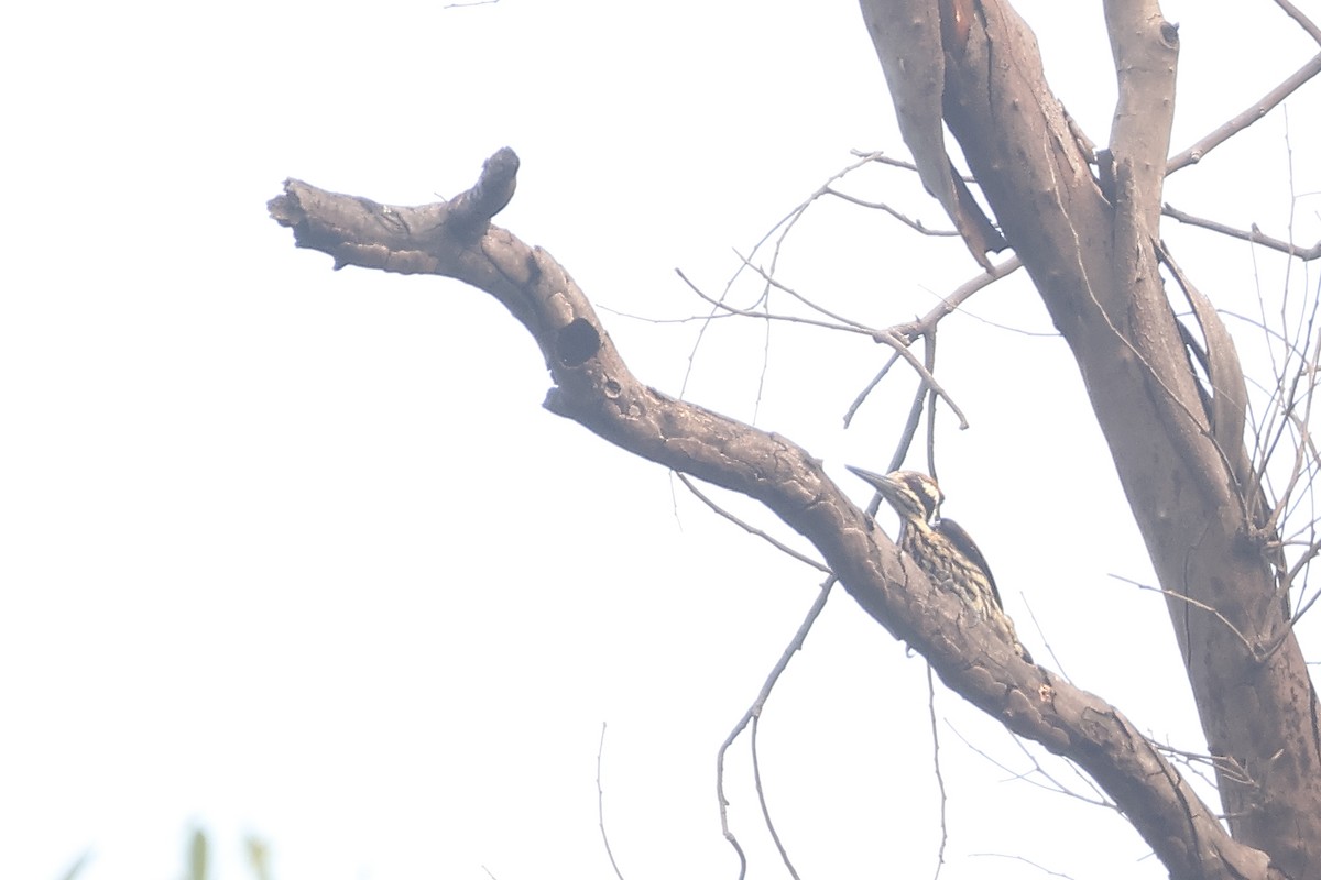 Sarı Kanatlı Ağaçkakan - ML650433877