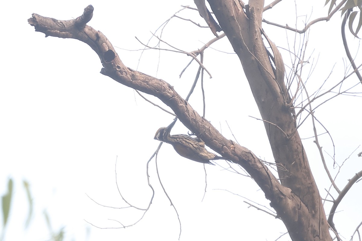 Sarı Kanatlı Ağaçkakan - ML650433878