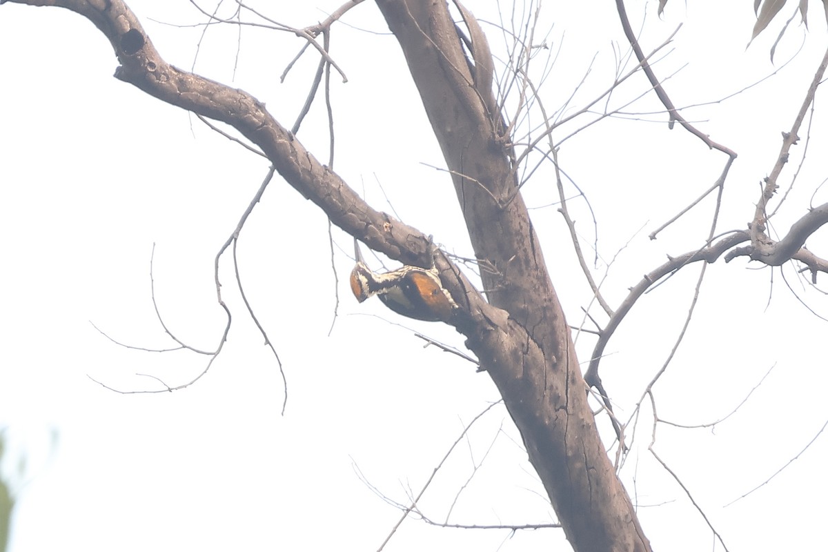 Sarı Kanatlı Ağaçkakan - ML650433879