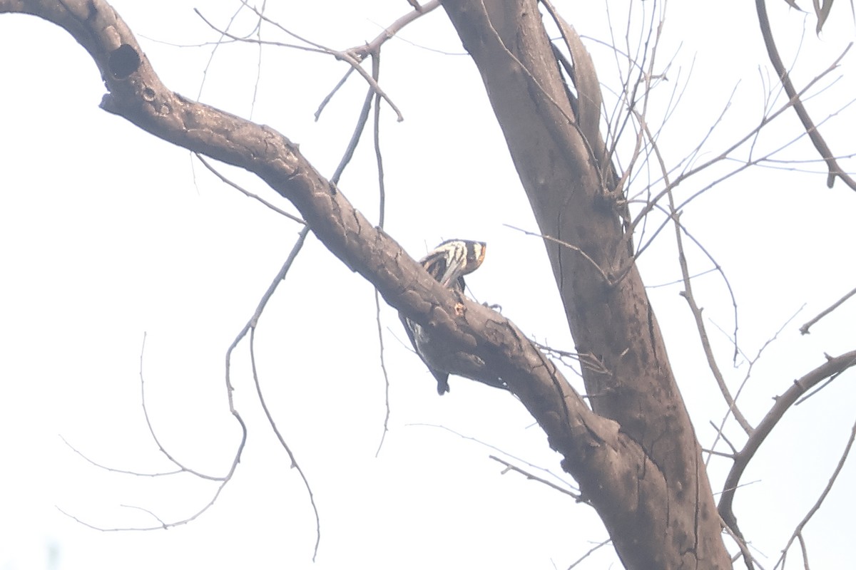 Sarı Kanatlı Ağaçkakan - ML650433880