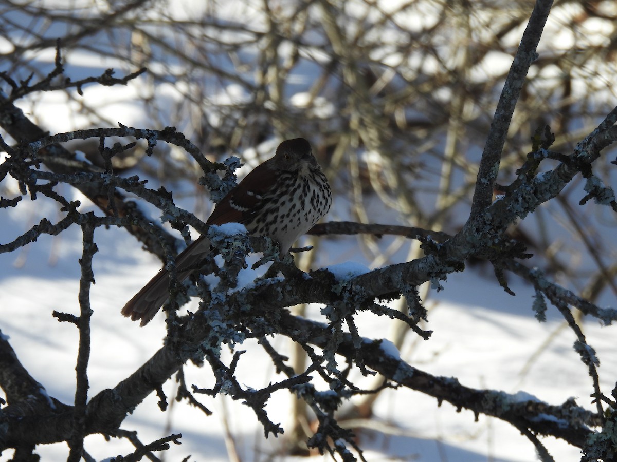 Brown Thrasher - ML650433930
