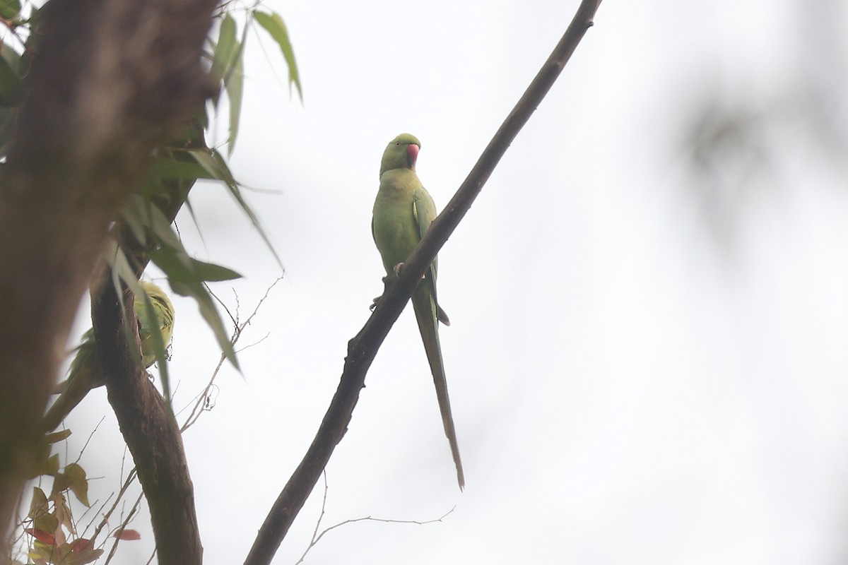 Yeşil Papağan - ML650433947