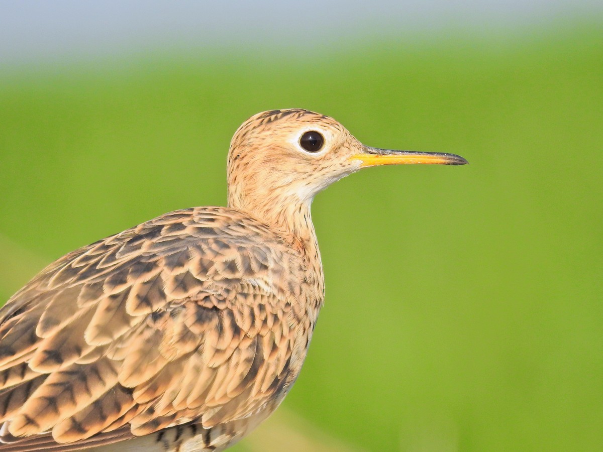 Upland Sandpiper - ML650433976