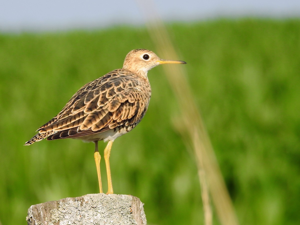 Upland Sandpiper - ML650433977