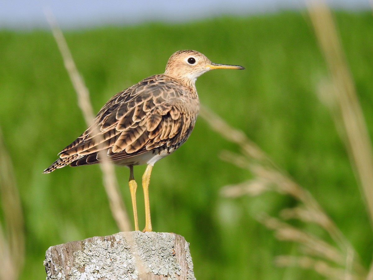 Upland Sandpiper - ML650433978