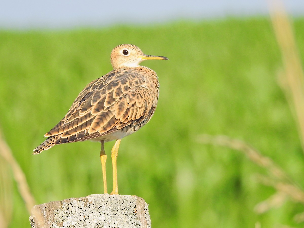 Upland Sandpiper - ML650433979