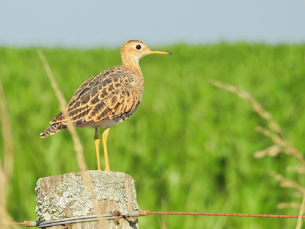 Upland Sandpiper - ML650433980