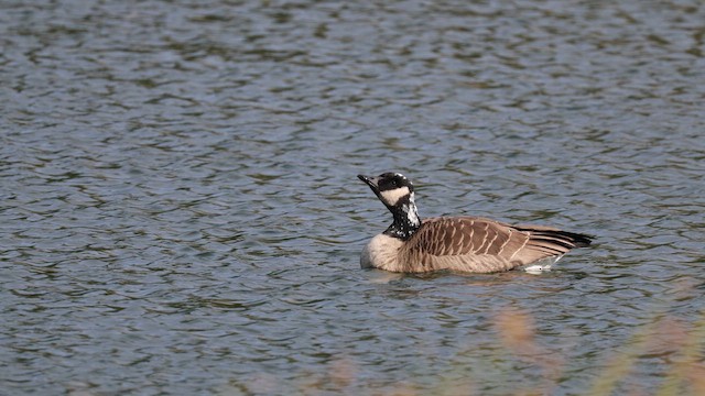 Canada Goose - ML650434080