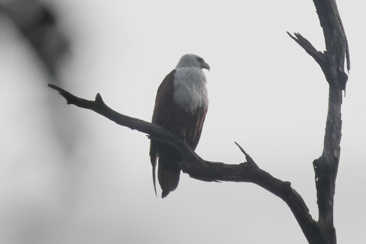 Brahman Çaylağı - ML650434112