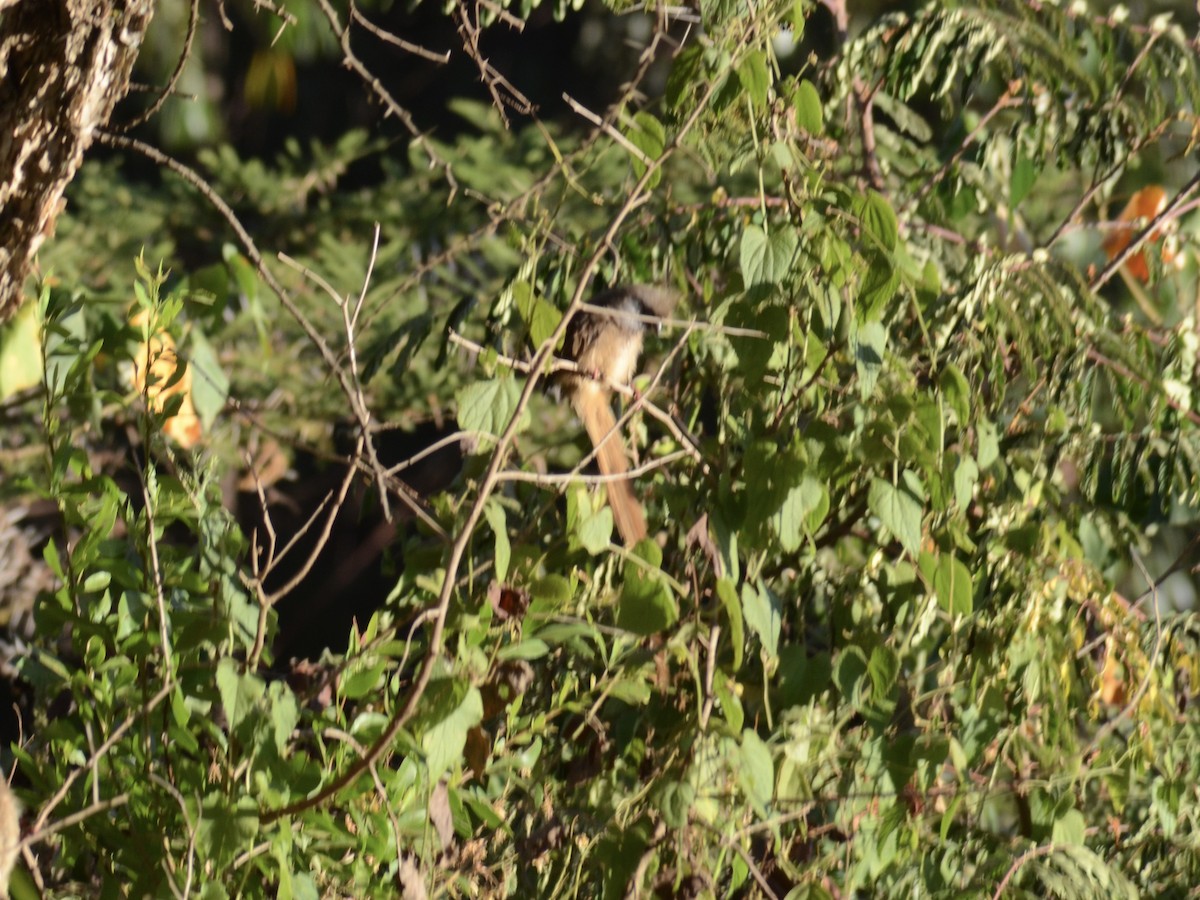 Coliou rayé - ML650434139