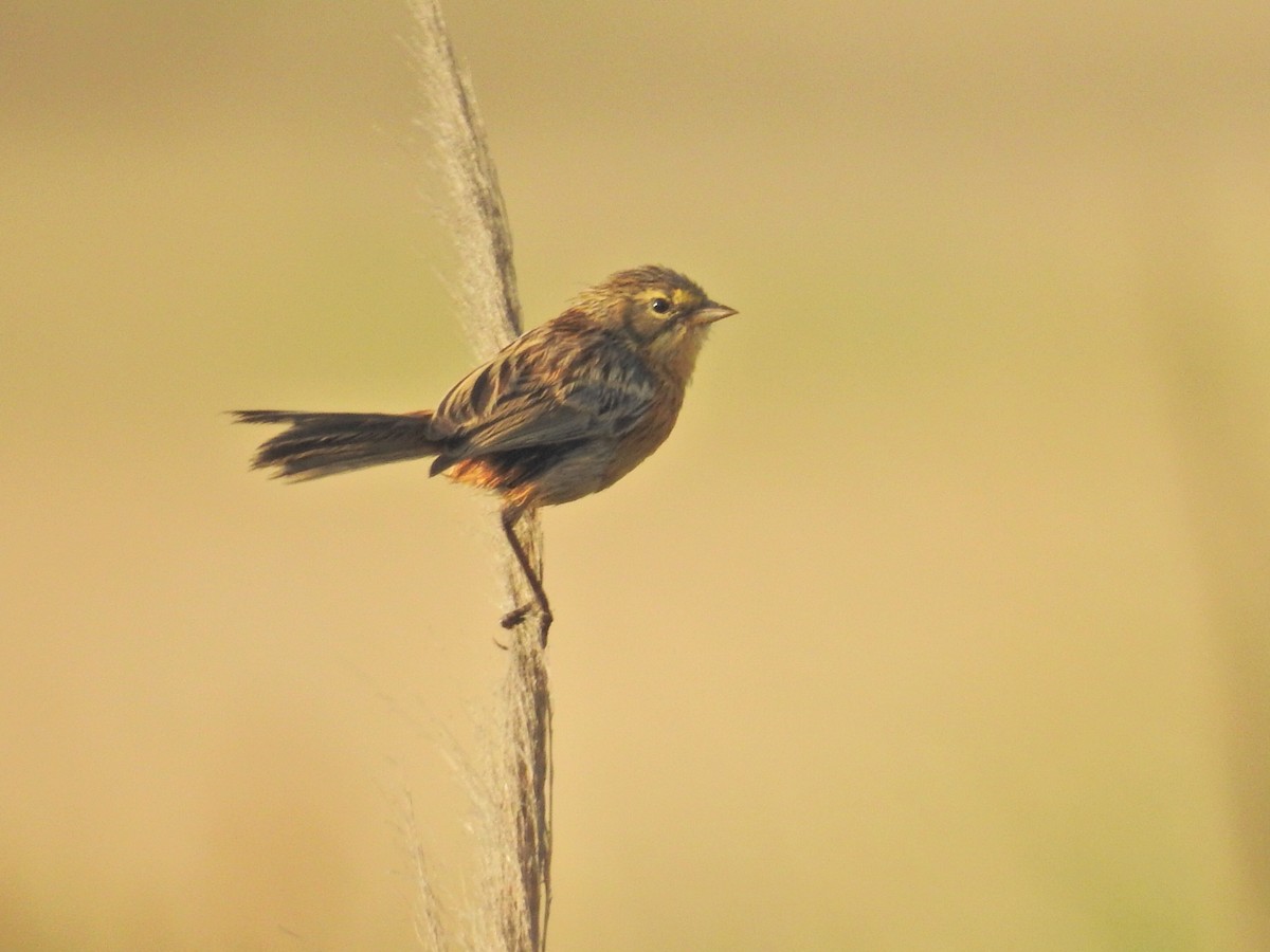Long-tailed Reed Finch - ML650434192