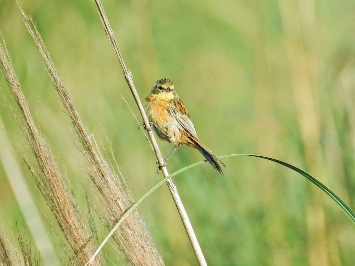 Long-tailed Reed Finch - ML650434193