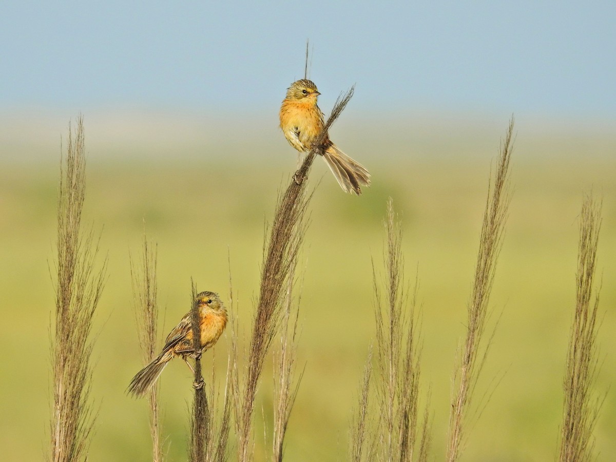 Long-tailed Reed Finch - ML650434195