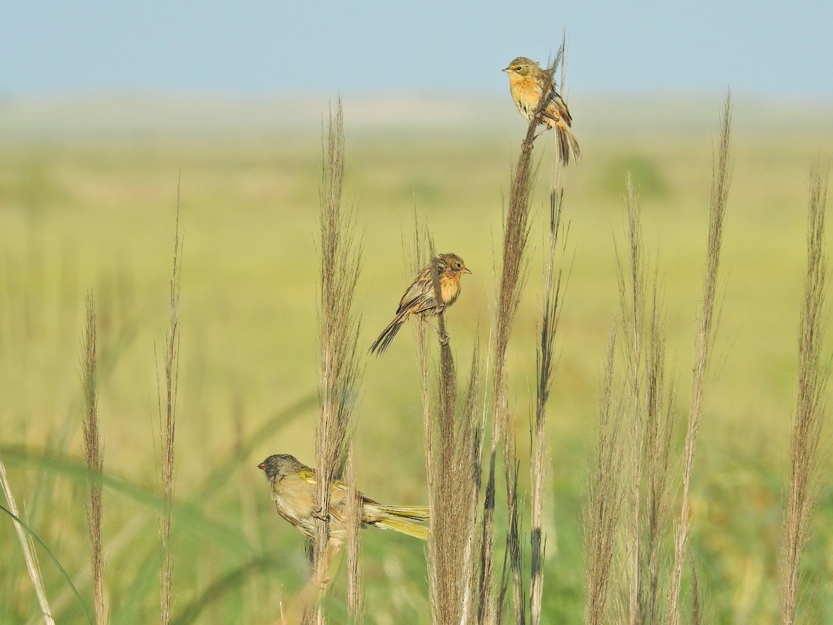 Long-tailed Reed Finch - ML650434196