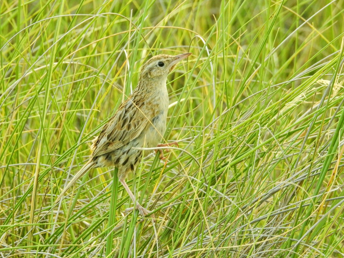 Hudson's Canastero - ML650434337