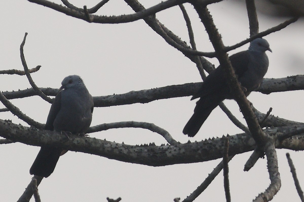 Nilgiri Tahtalısı - ML650434461