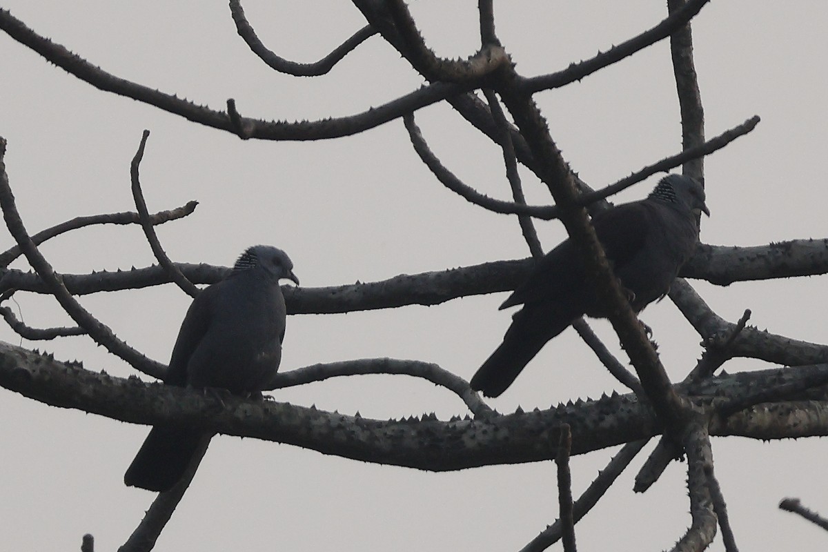 Nilgiri Tahtalısı - ML650434462