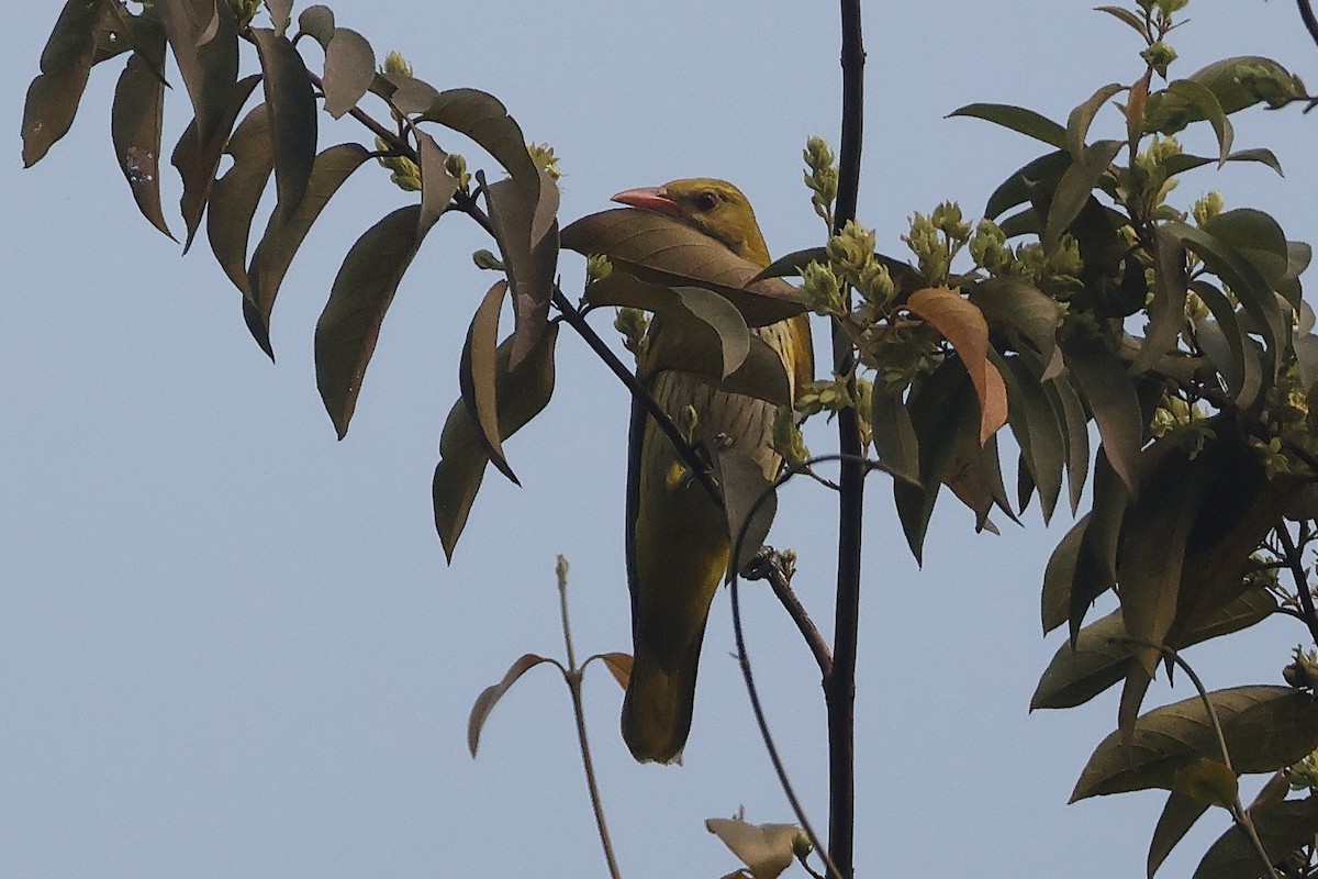 Hint Sarıasması - ML650434544