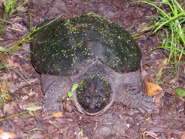 tortue serpentine - ML650434664