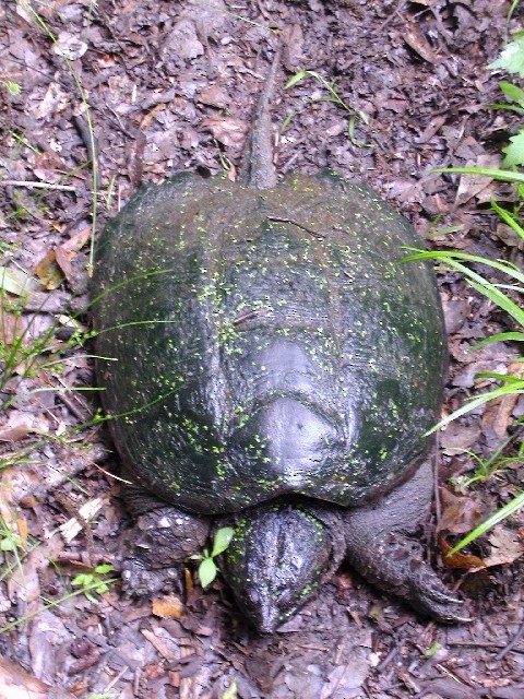 tortue serpentine - ML650434665