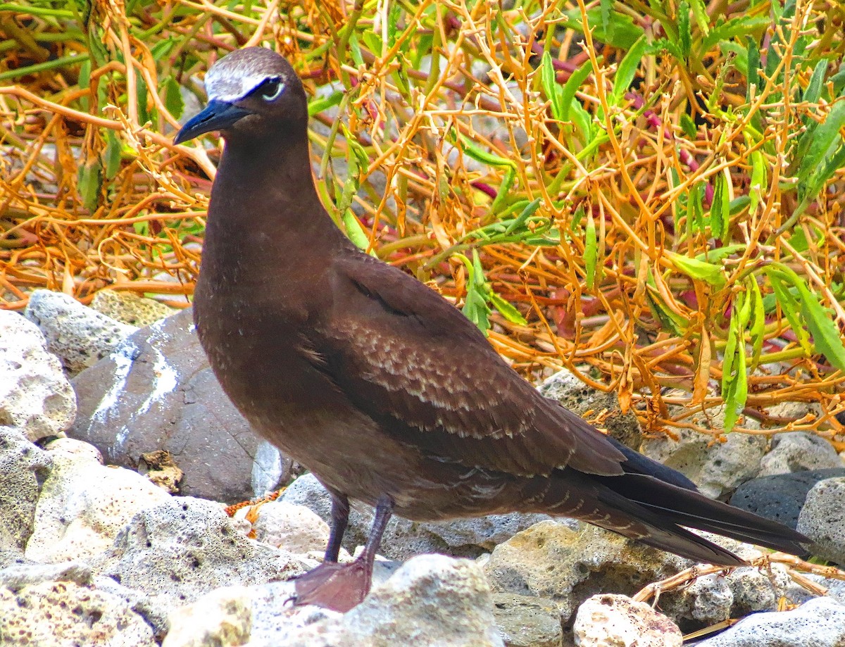 クロアジサシ - ML65043501