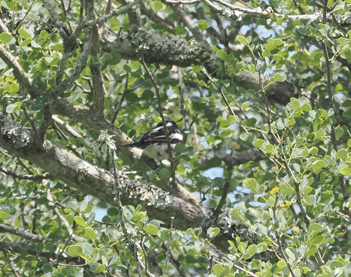 Brubru - ML650435050