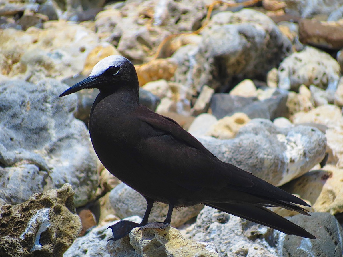 Black Noddy - ML65043511