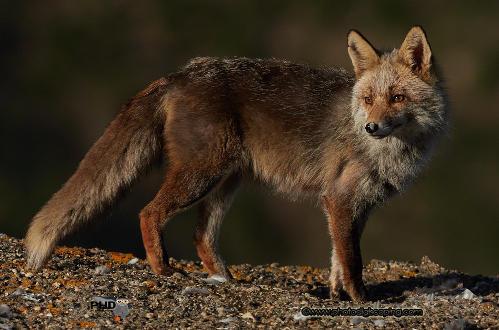 Volpe rossa - ML650435174