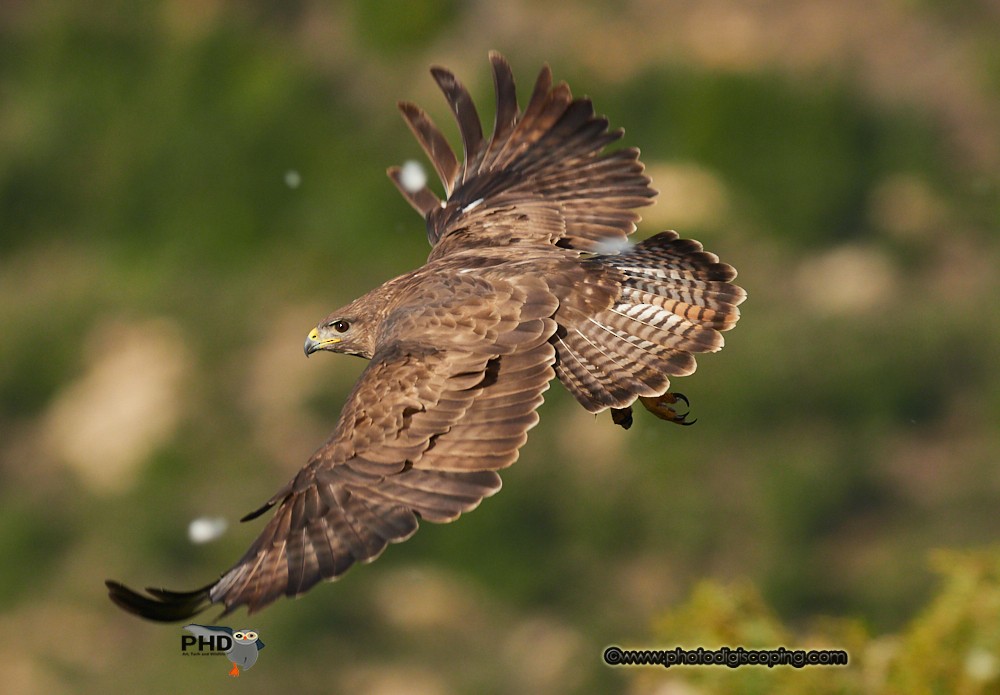 Poiana - ML650435189