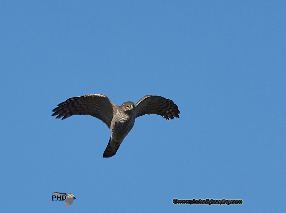 Sparviere - ML650435202