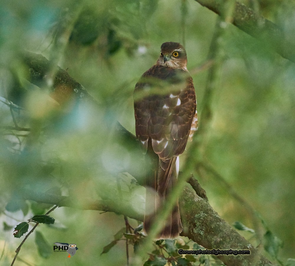 Sparviere - ML650435223