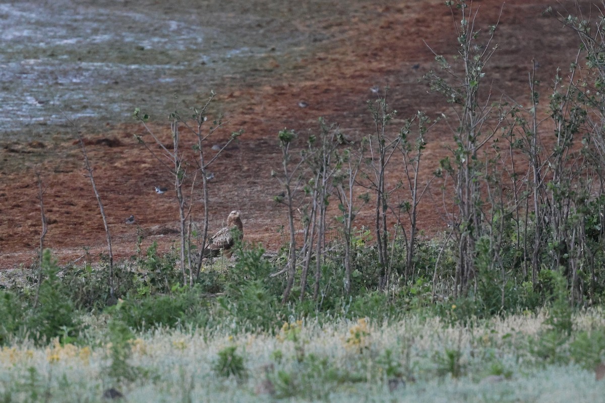 European Honey-buzzard - ML650435359