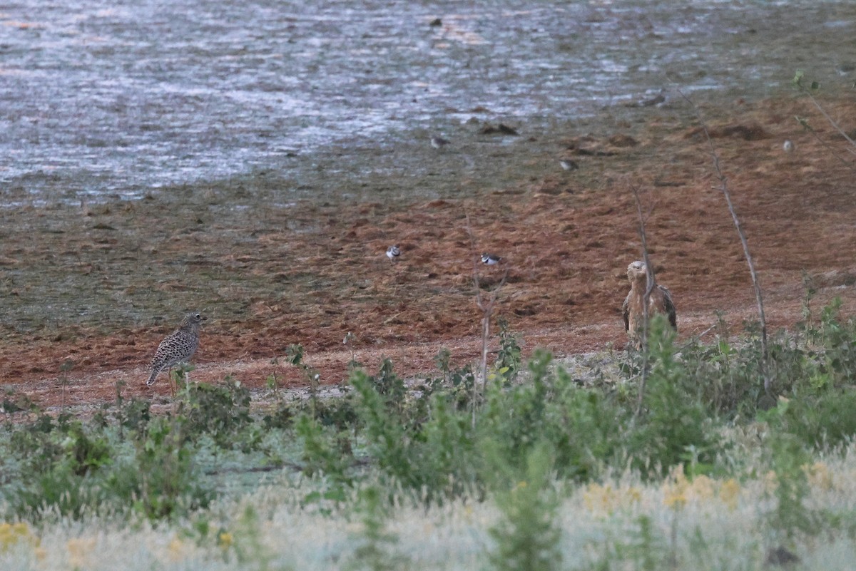 European Honey-buzzard - ML650435362