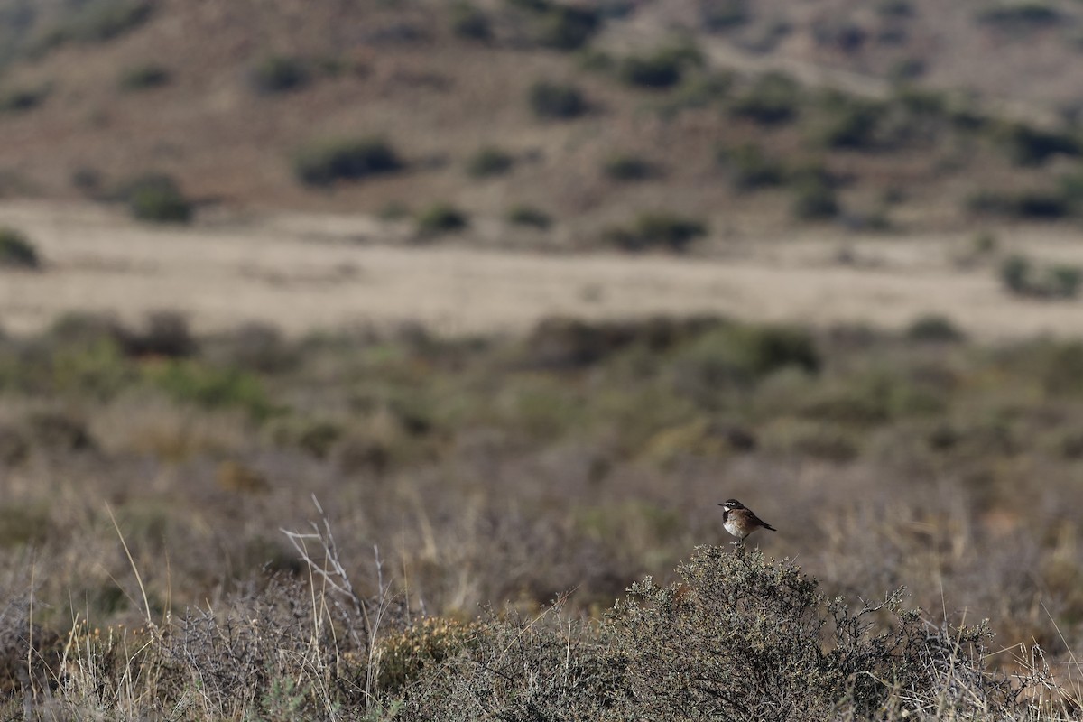 Capped Wheatear - ML650435372