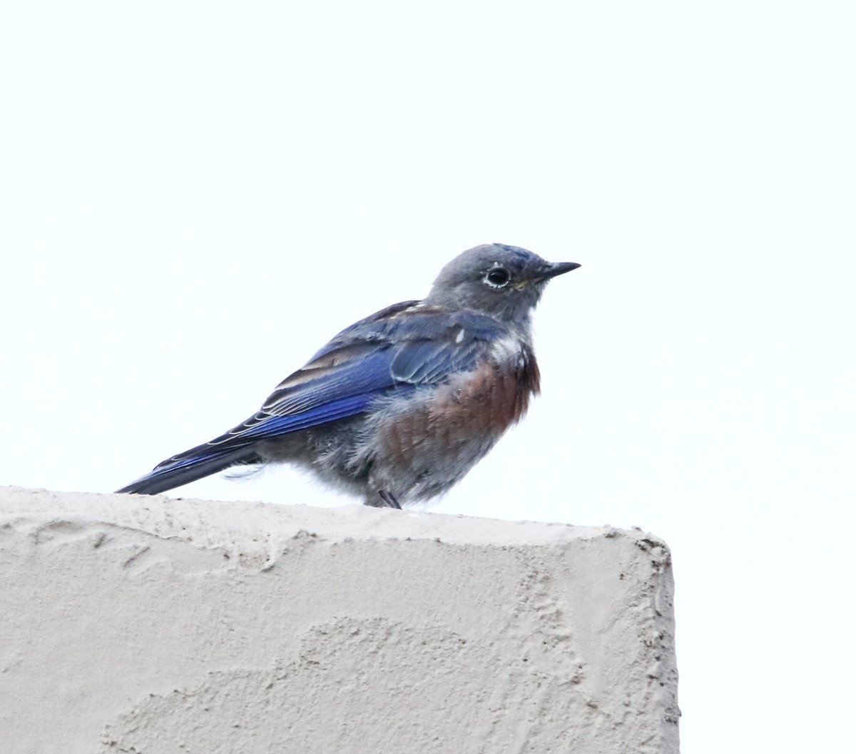 Западная сиалия - ML650435536