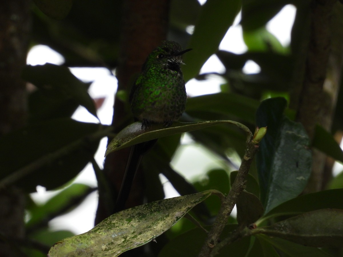 Black-tailed Trainbearer - ML650435549