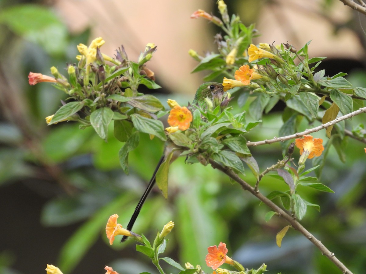 Green-tailed Trainbearer - ML650435560