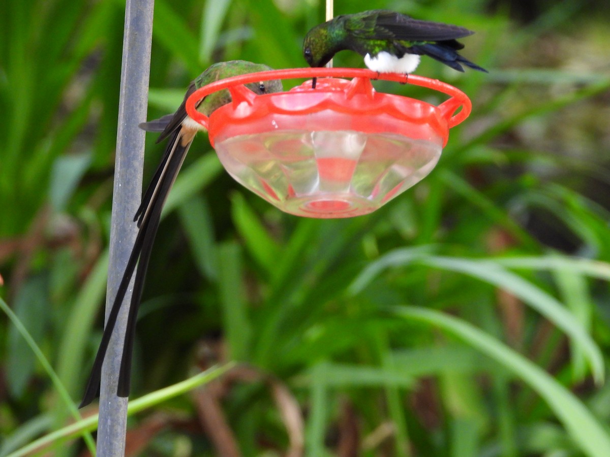 Glowing Puffleg - ML650435579
