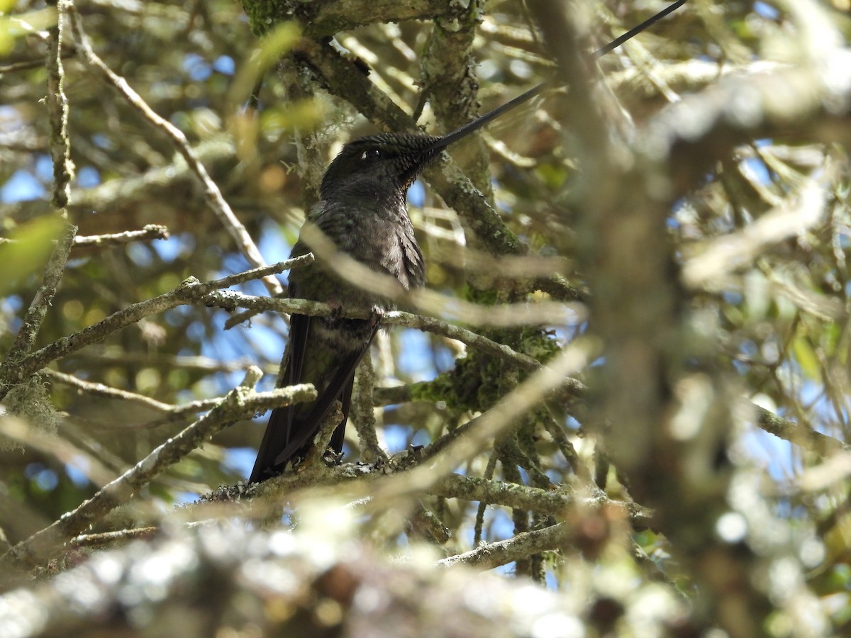Sword-billed Hummingbird - ML650435605