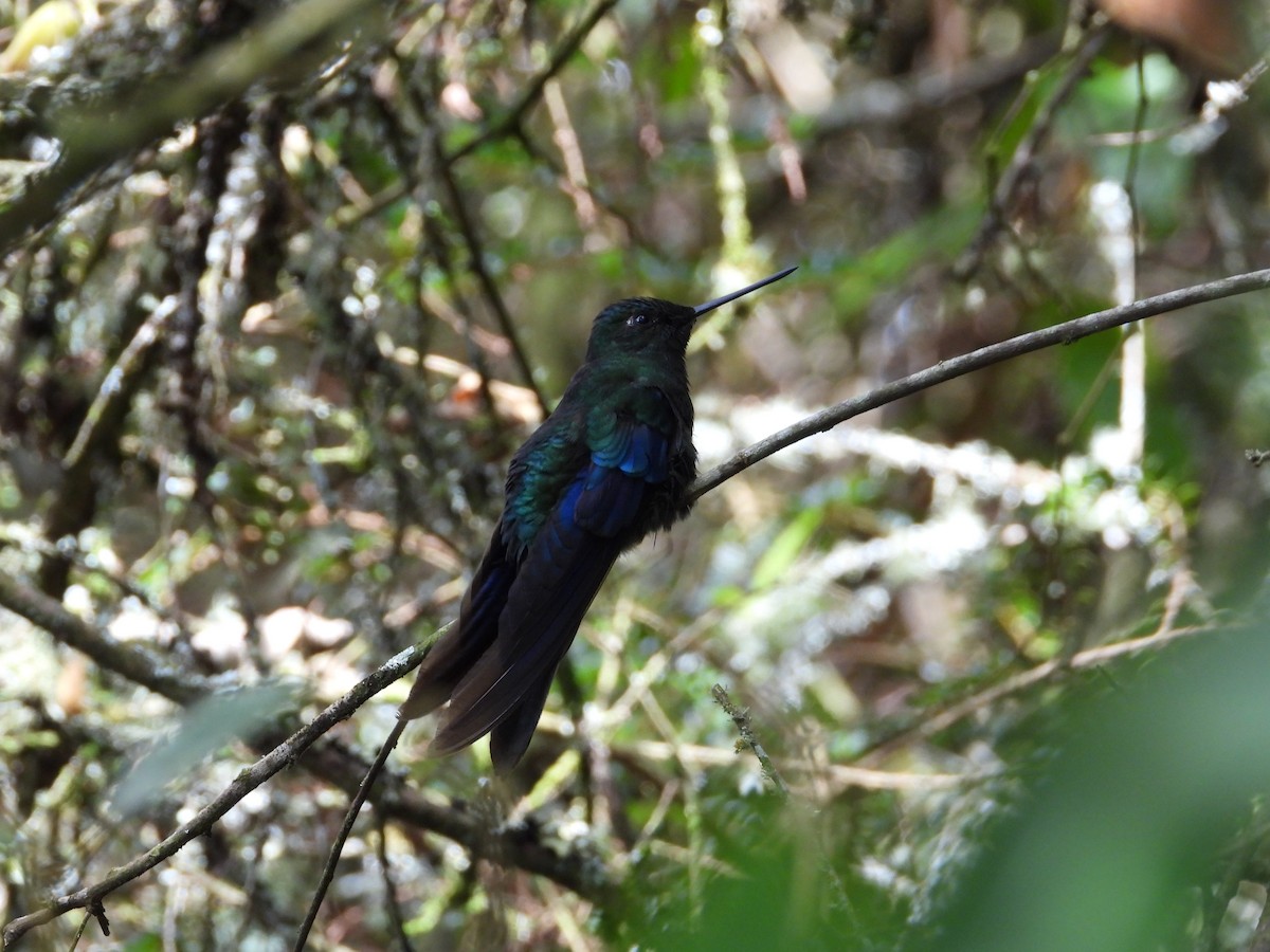 Great Sapphirewing - ML650435622