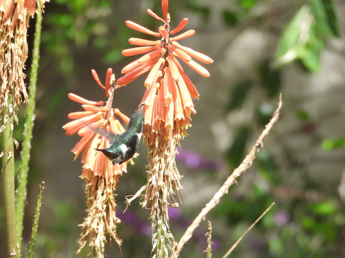 White-bellied Woodstar - ML650435638