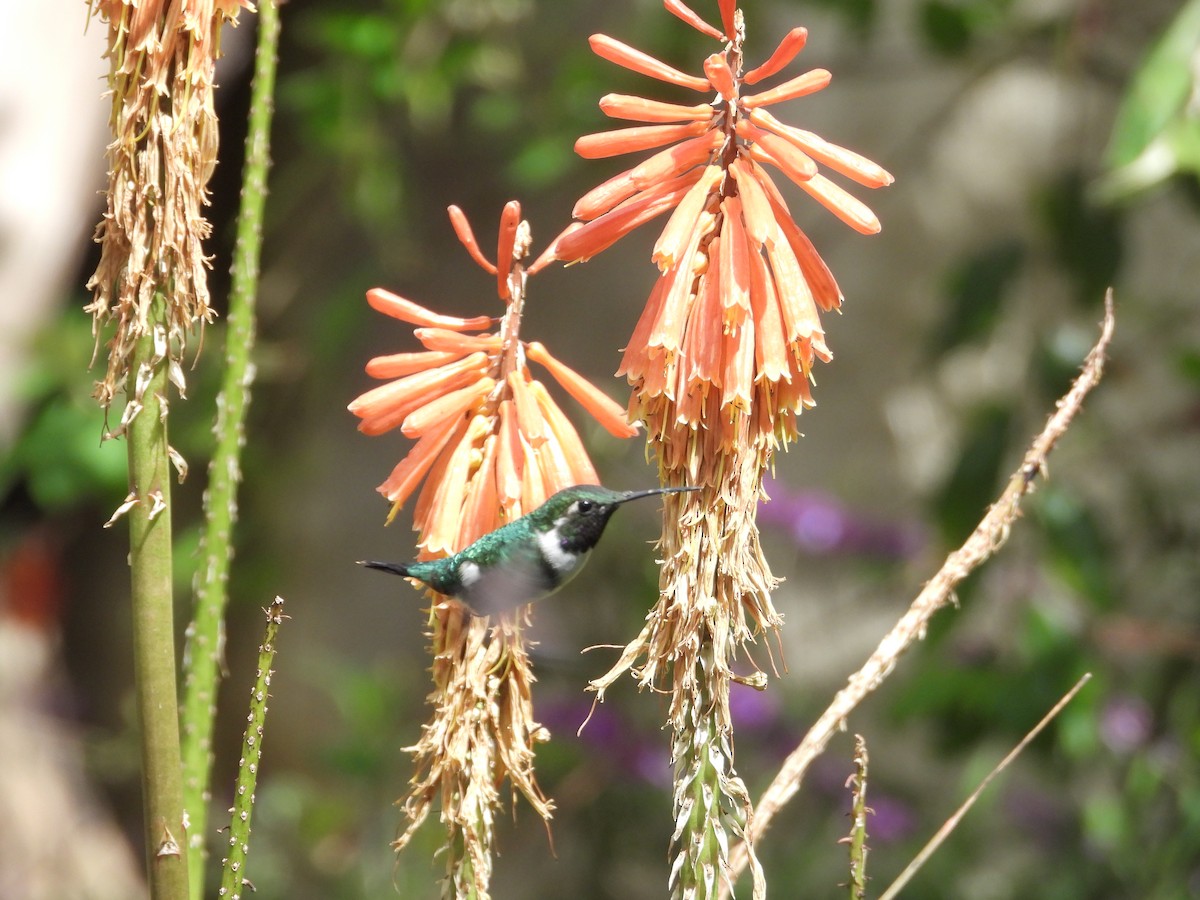 White-bellied Woodstar - ML650435639