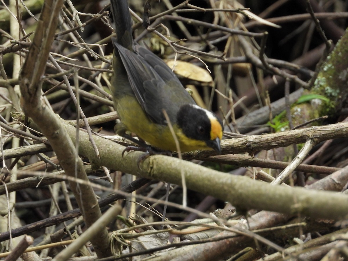 Pale-naped Brushfinch - ML650435676