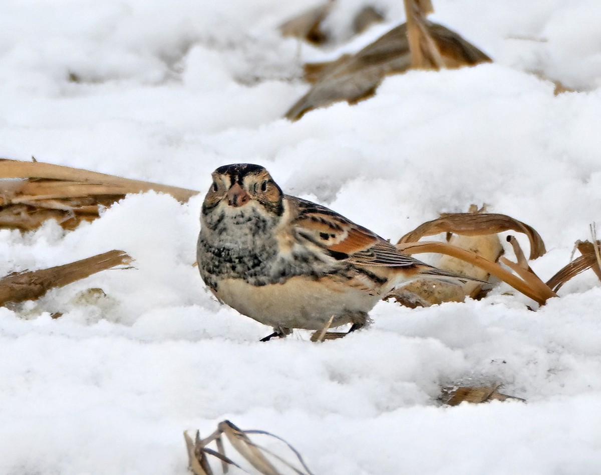 Escribano Lapón - ML650435680