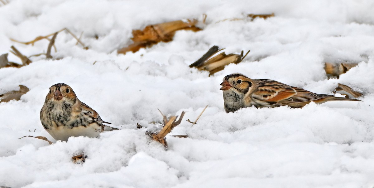 Escribano Lapón - ML650435681